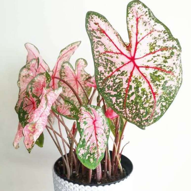 7. Caladium para sala branca – Foto Pinterest