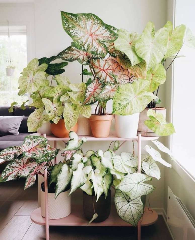 6. Plantas na decoração com caladium – Foto Pinterest