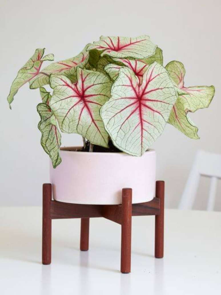 37. Caladium no vaso branco – Foto Flora Grubb