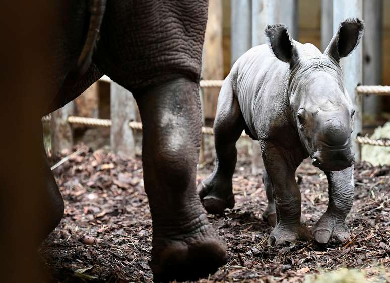 Rinoceronte rec&eacute;m-nascido em zool&oacute;gico em Arnhem, na Holanda
06/04/2021 REUTERS/Piroschka van de Wouw