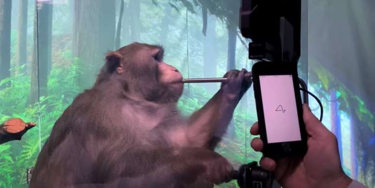 Macaco Pager conseguiu jogar videogame sem controle, apenas usando a mente