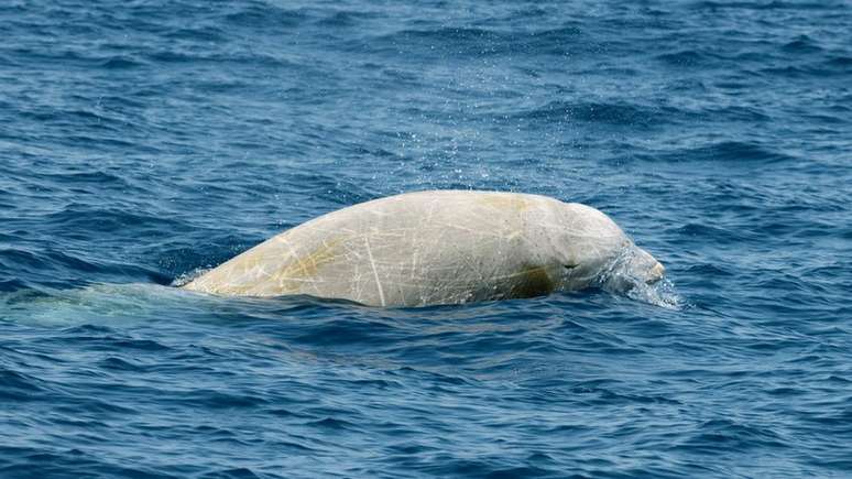 Encalhes em massa de baleias-bicuda-de-cuvier já foram relacionados em estudos a sonares militares