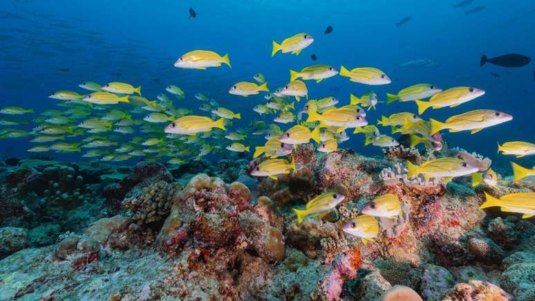 Larvas de peixes se orientam a partir dos sons emitidos pelos corais quando buscam um local para se fixar