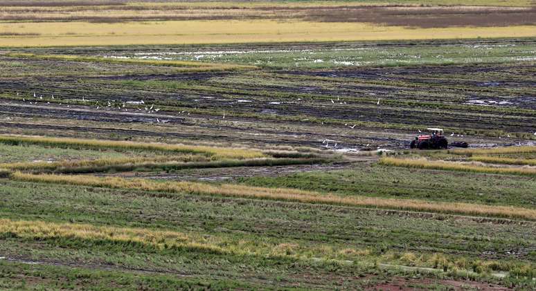 Cultivo de arroz em Taubaté (SP) 
19/06/2015
REUTERS/Paulo Whitaker