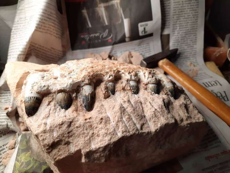 Pedaço de mandíbula de crocodilo incrustado em rocha, um dos achados importantes