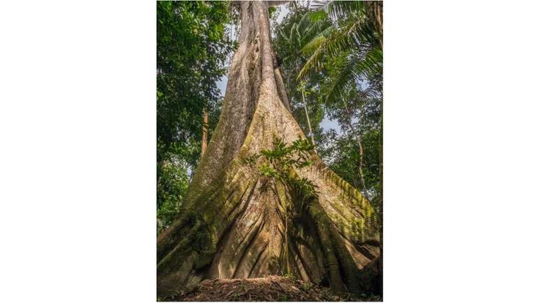 Preservação da Amazônia é considerada crucial para atenuar as mudanças climáticas, pois a floresta em pé armazena grande quantidade de carbono