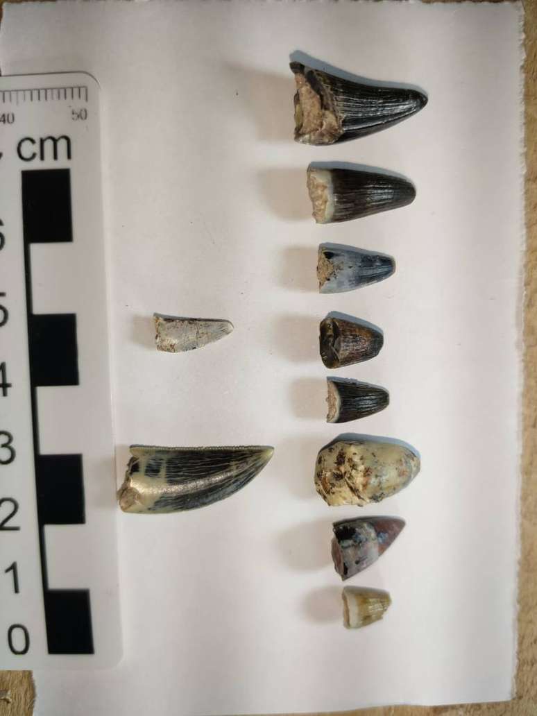 Entre os achados dos pesquisadores estão dentes de dinossauros carnívoros