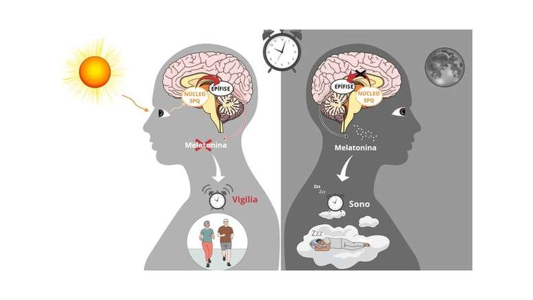 A regulação do sono em humanos. Esquerda: a luz é capturada pela retina. O sinal de luz é transmitido pelo cérebro e impede a liberação de melatonina pela epífise. À direita: à noite, a ausência de luz estimula a produção do hormônio do sono. (Gráfico feito via Mindthegraph.com)