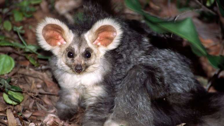 O grande planador é um marsupial solitário, que mora em árvores, com orelhas peludas e olhos redondos