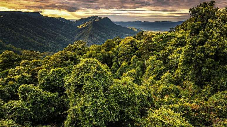 Assim como várias outras criaturas noturnas, os grandes planadores vivem nas florestas tropicais da Austrália