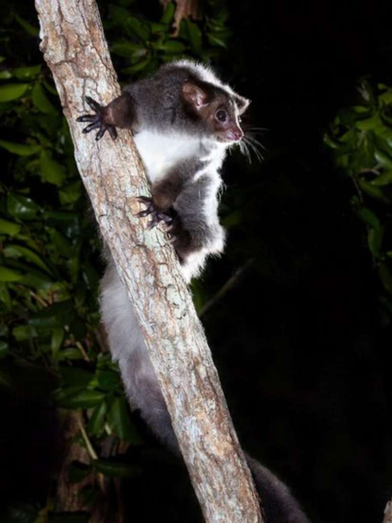 O desafio de se preservar marsupial 'fofo' e misterioso descoberto