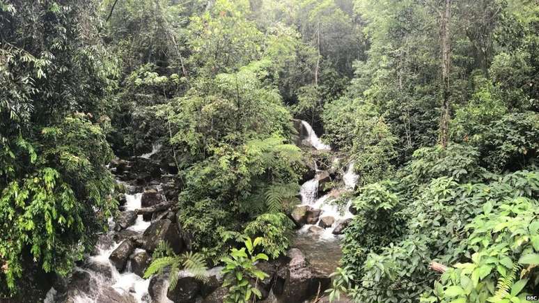 A reserva florestal Sinharaja é um patrimônio da Unesco