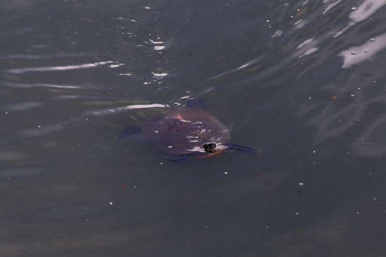 Tartaruga nada no rio Pinheiros, em S&atilde;o Paulo
 20/4/2021 REUTERS/Amanda Perobelli