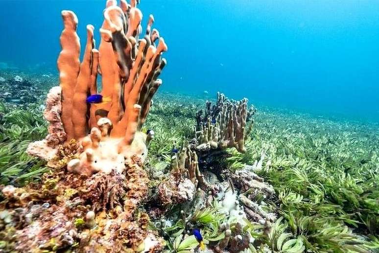 Os corais estão crescendo muito perto das ervas marinhas, diz Shaama