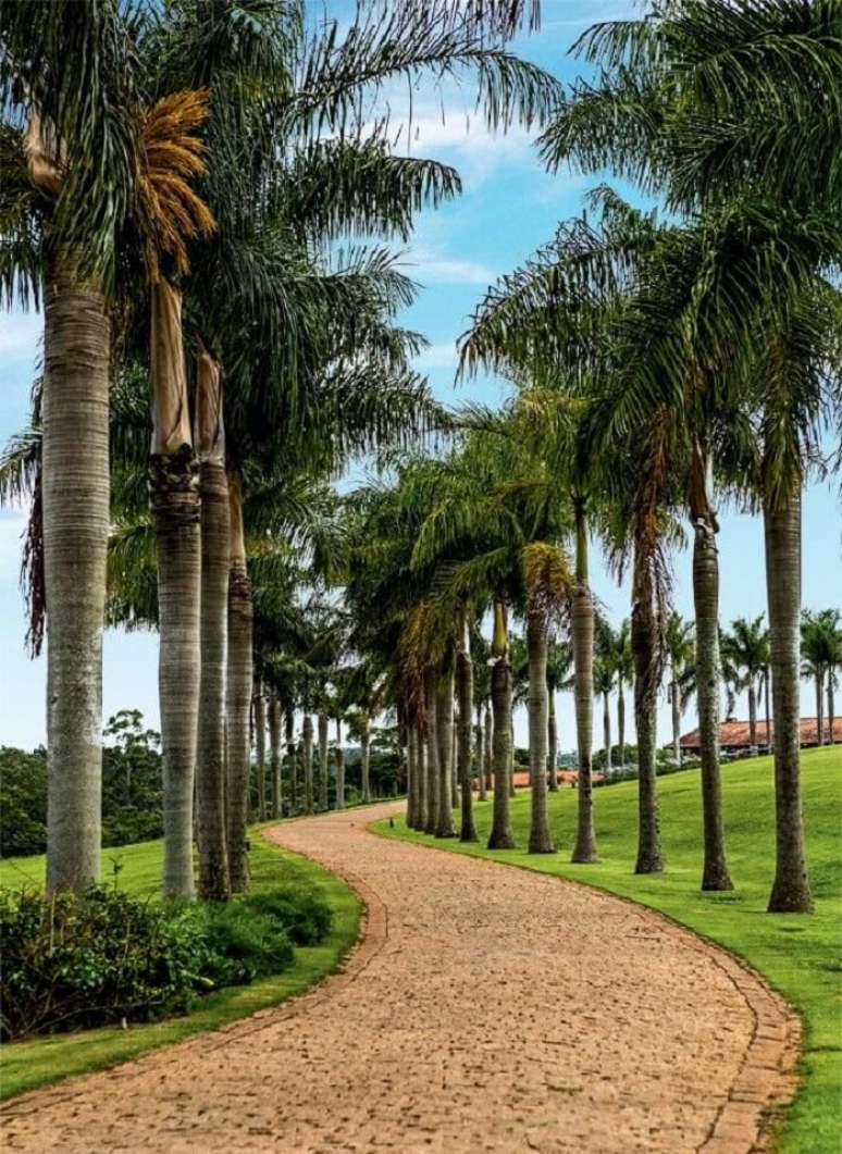 84. Entrada triunfal com palmeiras para casa de fazenda. Fonte: Pinterest