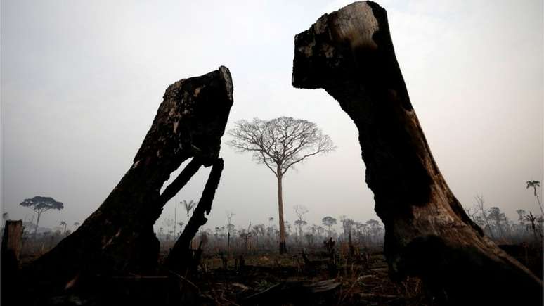 Floresta após incêndio em Boca do Acre, Amazonas, em foto de 2019