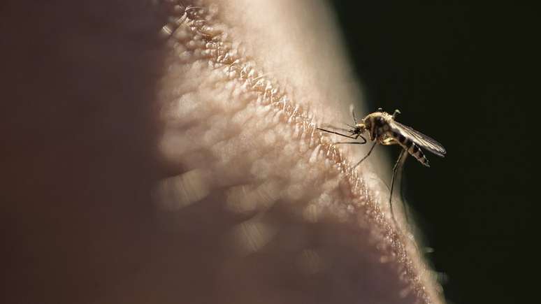 Mosquito que transmite a malária, doença que ainda mata 400 mil pessoas por ano no mundo