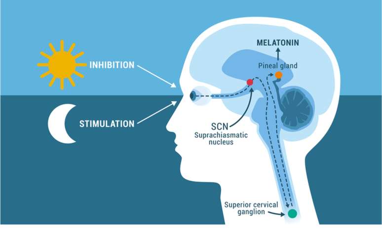 Glândula pineal: entenda sua importância ao nosso bem estar