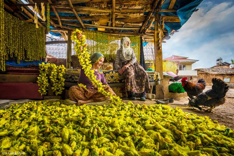 "Secagem de flores de quiabo em Tokat, Turquia. As mulheres colhem flores de quiabo do campo e as arrumam em uma corda, então as flores secas caem e o quiabo fica pronto para ser consumido no inverno."