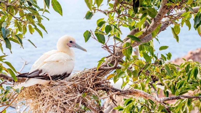 Este atobá-de-patas-vermelhas foi avistado pela equipe que retornou à ilha