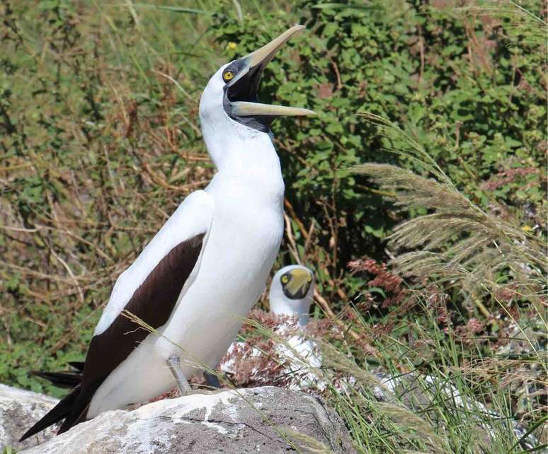 O atobá-grande é uma das aves avistadas em Redonda