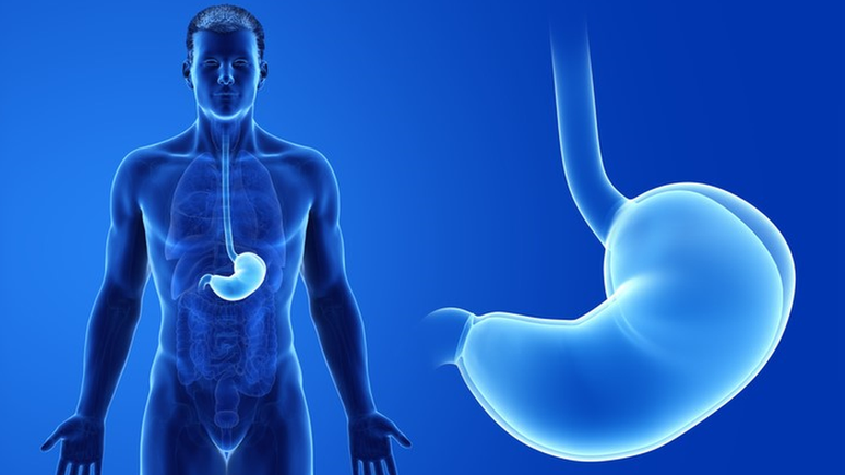 O câncer de Covas se desenvolveu na junção entre esôfago e estômago, no sistema digestivo. No detalhe à direita, é possível observar onde os dois órgãos (esôfago na parte superior e estômago na porção inferior) se unem