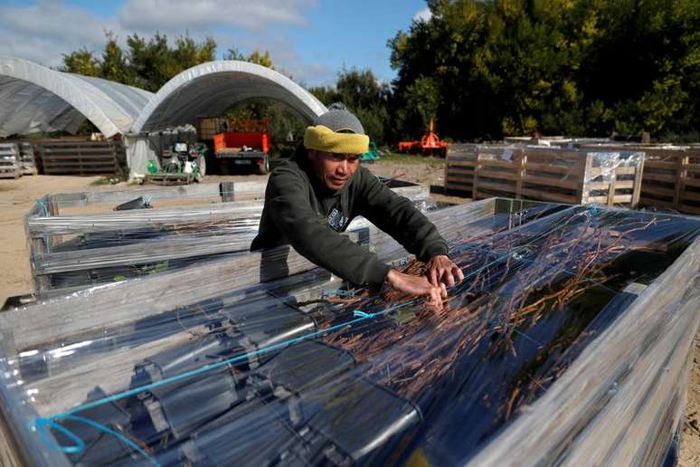 Tailandês prepara árvore frutífera perto de Odemira, em Portugal
 7/2/2019    REUTERS/Rafael Marchante