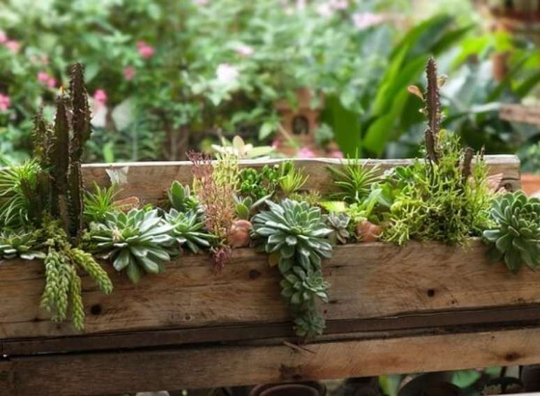 49. Forme um lindo jardim de suculentas com um pedaço de madeira. Fonte: Claudia Regina La Calle