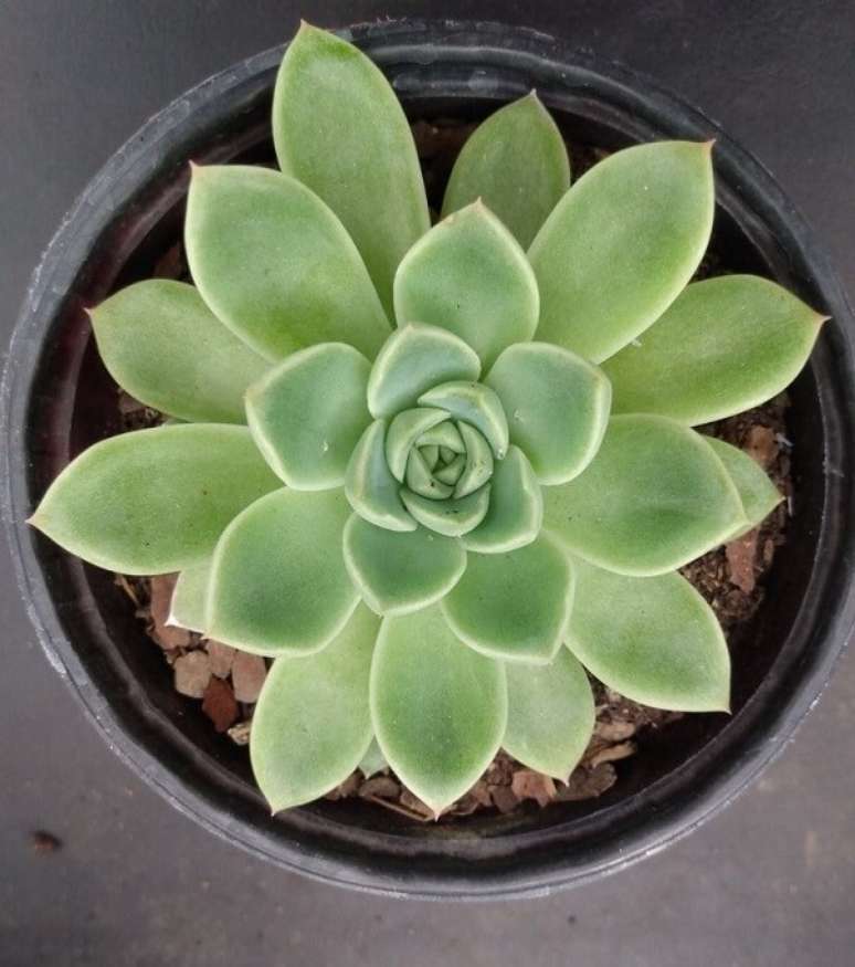 2. Echeveria é um tipo de suculenta. Fonte: Pinterest