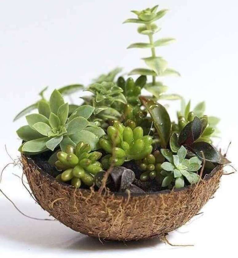 67. Utilize meia casca de coco seco para montar seu mini jardim de suculentas. Fonte: Pinterest