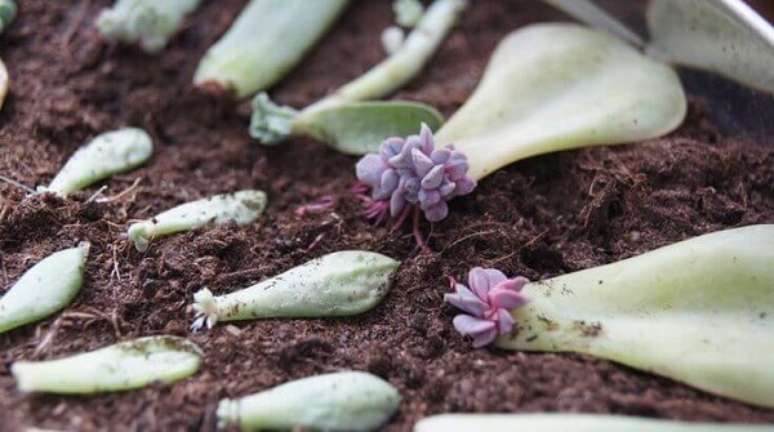 14. Como fazer um jardim de suculentas. Fonte: Pinterest