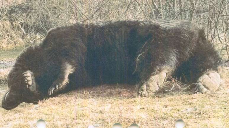 O urso macho foi morto em março, meses depois de um fazendeiro local reclamar de fêmeas