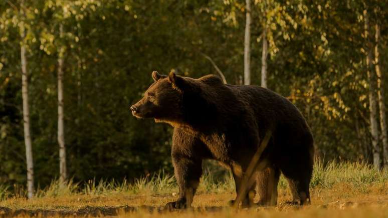 Arthur era o maior urso da Romênia e provavelmente de toda a União Europeia