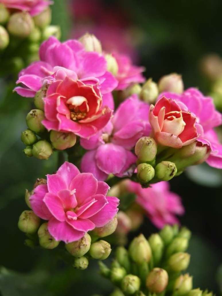 42. Calandiva rosa no jardim de casa – Foto Pinterest