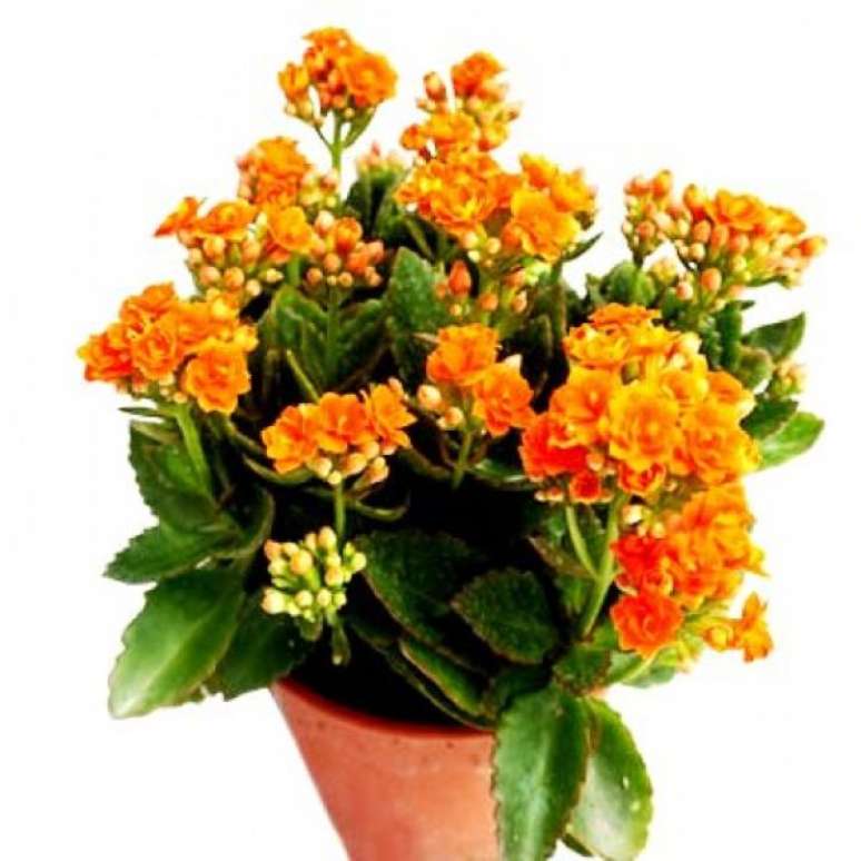 40. Calandiva laranja para decoração de casa modenra Foto Plantsguru