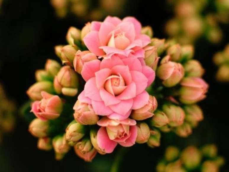 43. Calandiva rosa no jardim – Foto Pinterest
