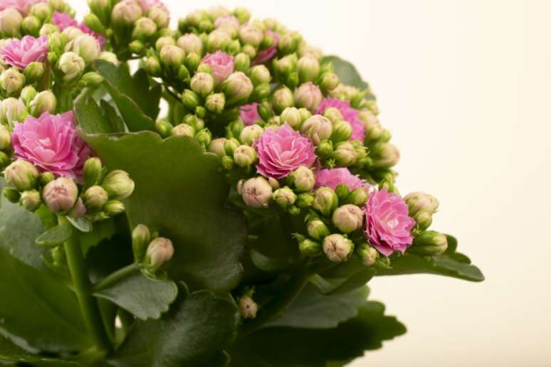 18. Decore sua casa com calandiva &ndash; Foto Freepik