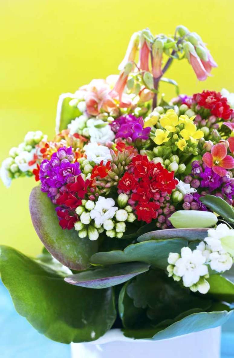 20. Vaso de calandiva coloridas &ndash; Foto Decor F&aacute;cil