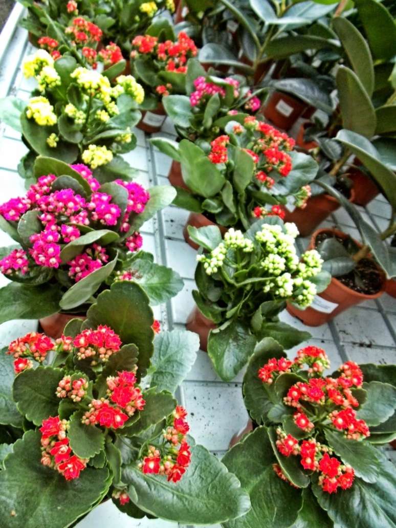 26. Vasos de calandivas para decorar jardim de casa moderna &ndash; Foto Garden Center