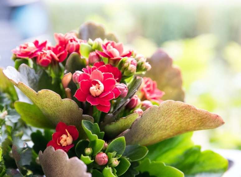 44. Calandiva rosa para decorar a casa &ndash; Foto Casa e Jardim