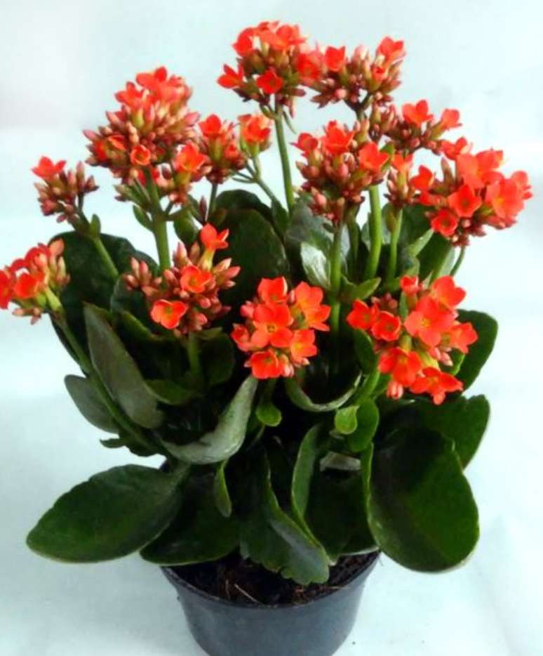 35. Calandiva kalanchoe vermelha &ndash; Foto Adenium Flores