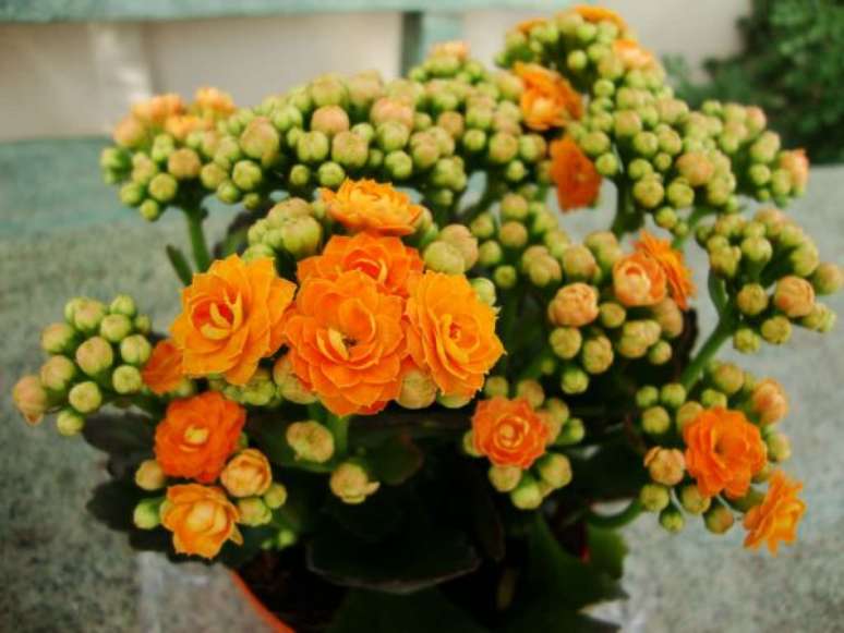 37. Calandiva laranja – Foto Worl Of Succulents