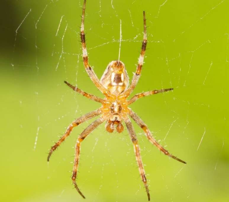 A aranha é símbolo de sabedoria, equilíbrio cósmico e representa o destino./ Shutterstock.