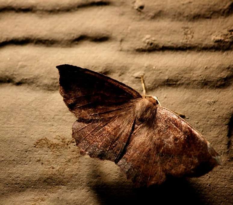 As mariposa são consideradas mensageiras que transitam entre o mundo dos vivos e dos mortos./ Shutterstock.Caption