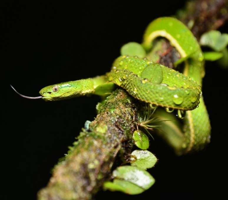 A cobra simboliza a regeneração, superação e sabedoria./ Shutterstock.