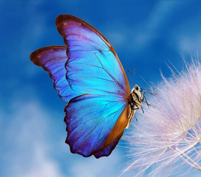 A borboleta pode representar beleza e efemeridade./ Shutterstock.