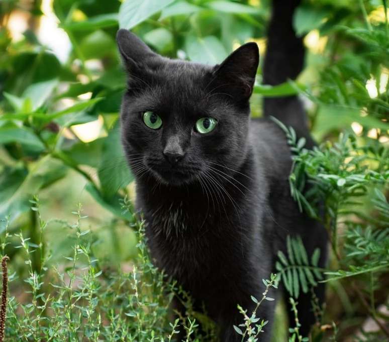 Usado: Gatinho Mágico - Sonhando Com a Fama