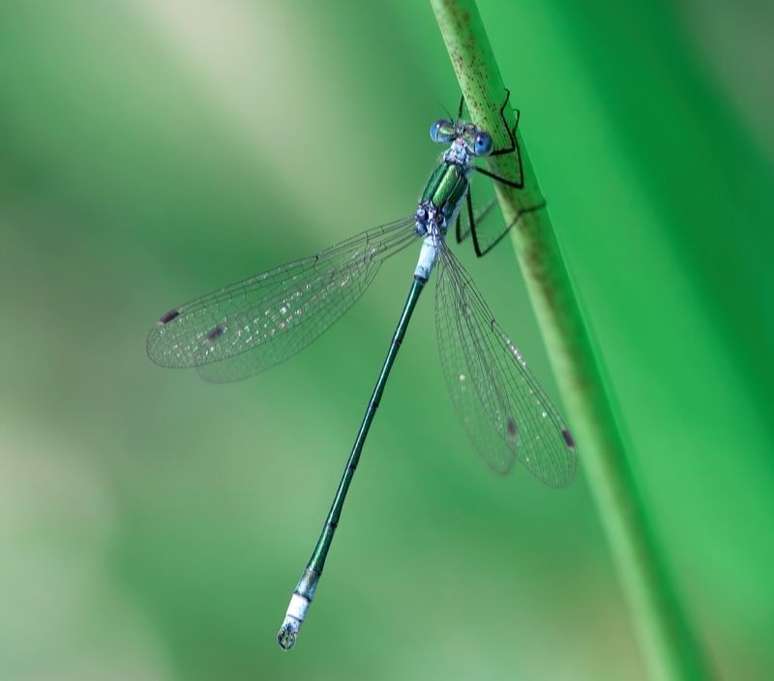 A libélula simboliza o poder de adaptação às circunstâncias./ Shutterstock.