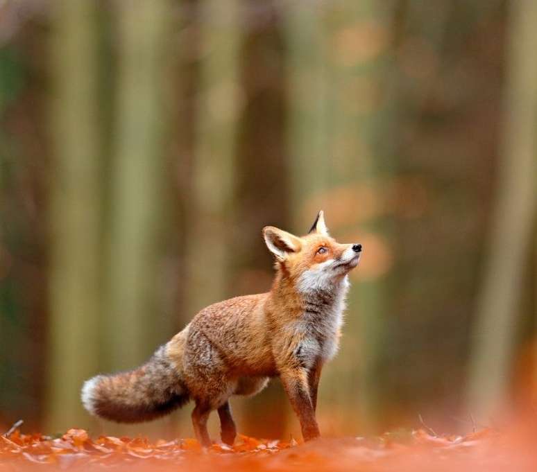 Inteligência e astúcia são algumas palavras usadas para definir as raposas./ Shutterstock.