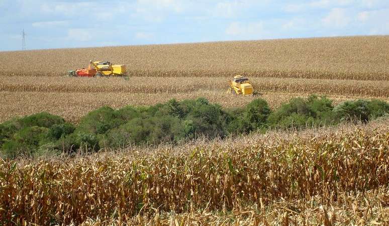 Plantações de milho durante colheita no Brasil
REUTERS/Inae Riveras 